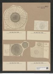 Coscinodiscus sol Wall (de-Toni-Nr.: Genus 202, Species 4884) Zeichnungen Sammlung Grunow Nr. 8641 (NHMW-BOT-W0378040)